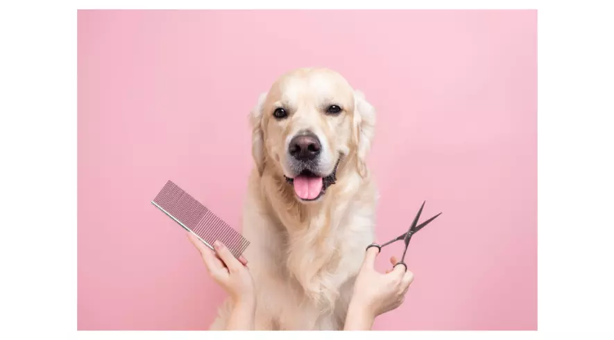 Top 6 Dog Grooming Mistakes Every Pet Parent Should Avoid Top 6 Dog Grooming Mistakes Every Pet Parent Should Avoid