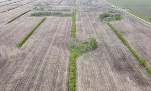 Canada canola farmers squeezed by trade wars on two fronts