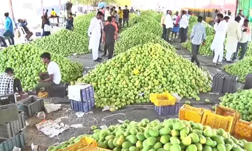 Warangal: Banginapally Mango Fetches Record Price of Rs 1.22 Lakh per Tonne at Auction