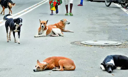 Activists raise alarm over stray dog crisis in Gokarna amid tourist surge