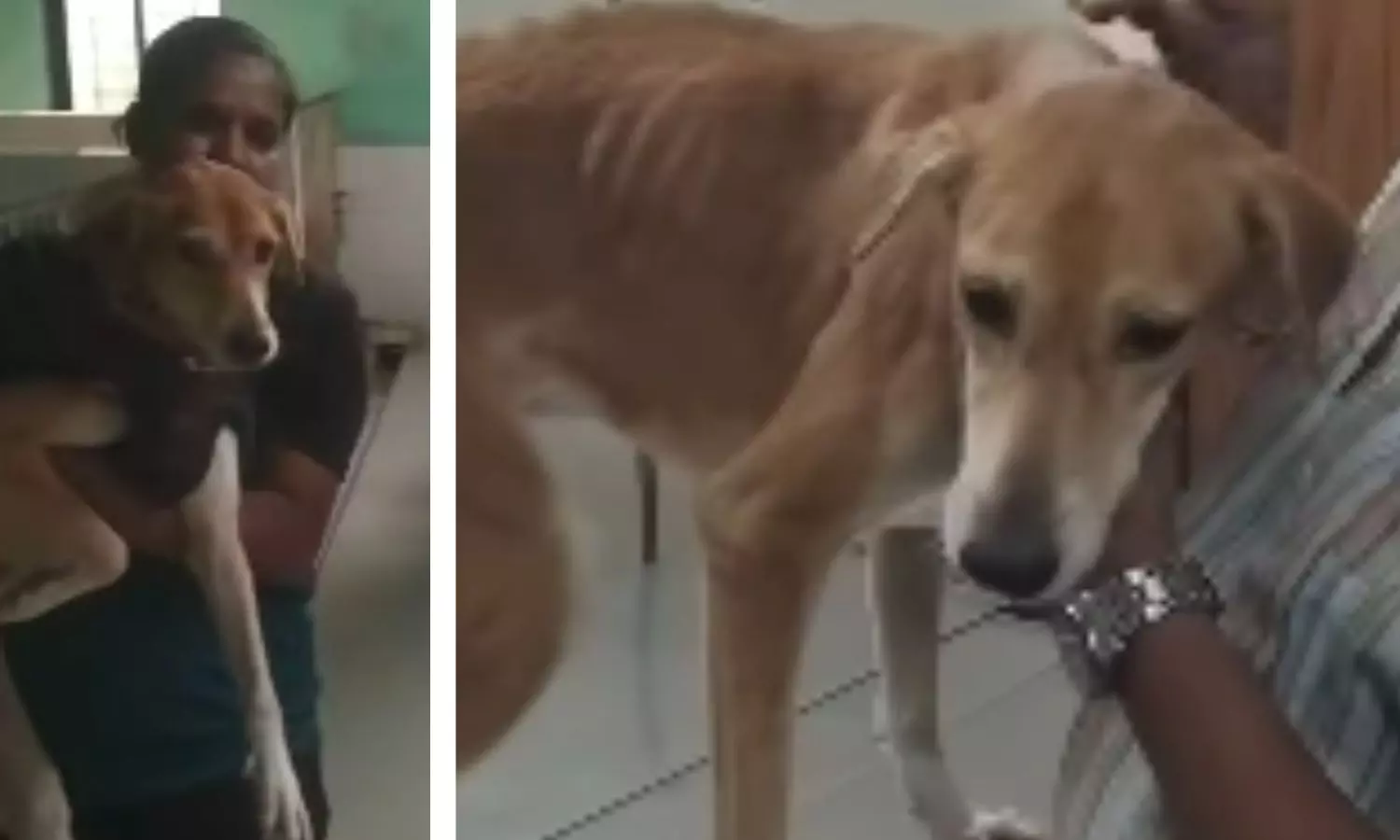 Ailing Stray Dog from Thane Finds New Home in Toronto Ailing Stray Dog from Thane Finds New Home in Toronto