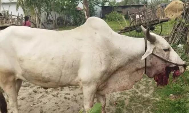 Bullocks Killed by Crude Bombs Meant for Wildlife in Asifabad District