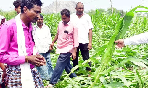 Untimely rains affect crops in Nizamabad, Kamareddy