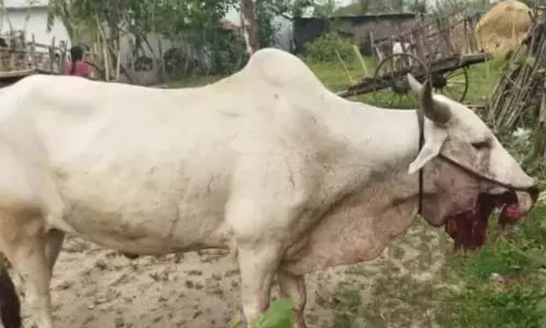 Bullocks Killed by Crude Bombs Meant for Wildlife in Asifabad District