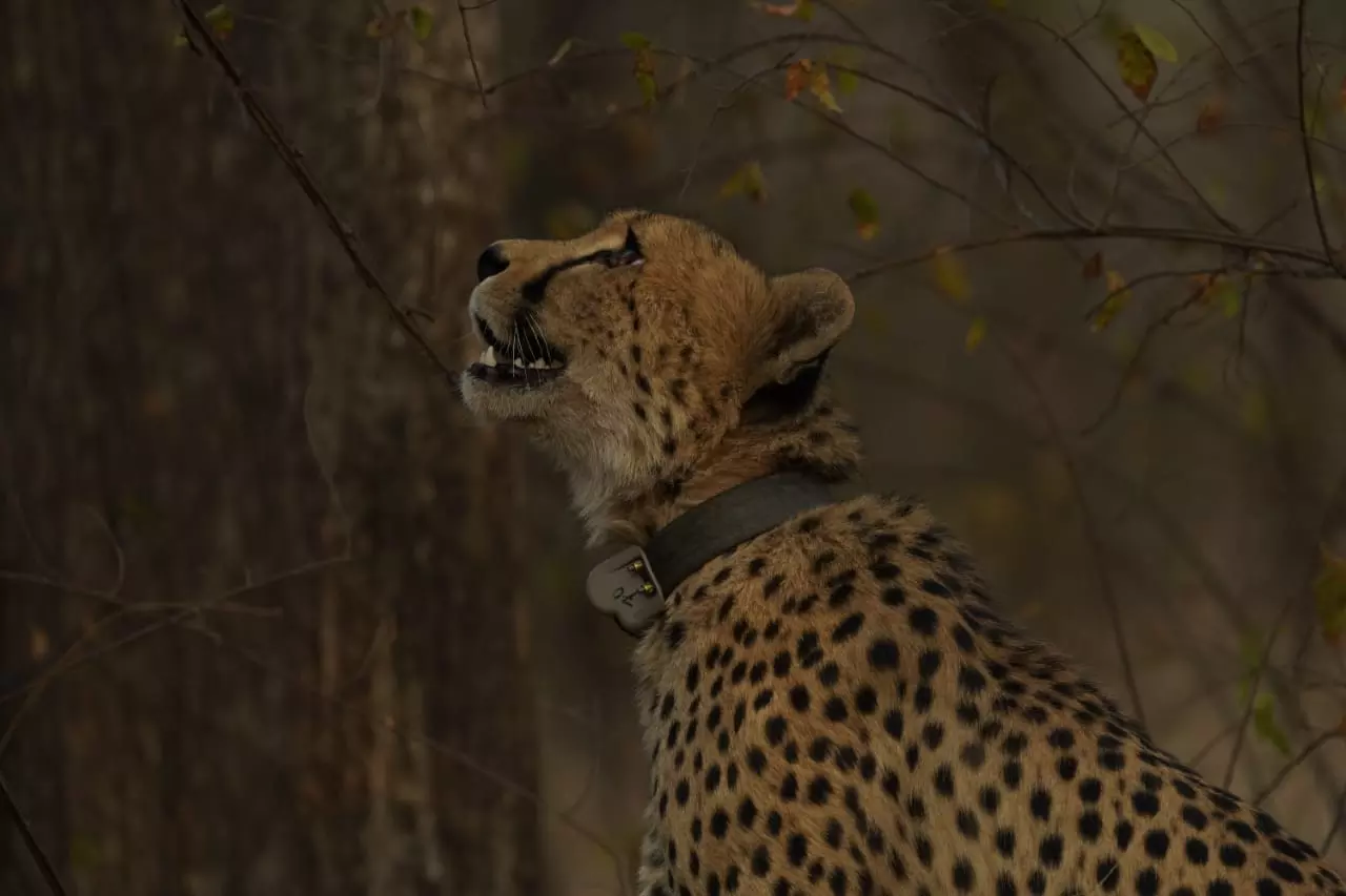 MP: Mukhi, first cheetah cub born in India after 75 years, turns 2 MP: Mukhi, first cheetah cub born in India after 75 years, turns 2
