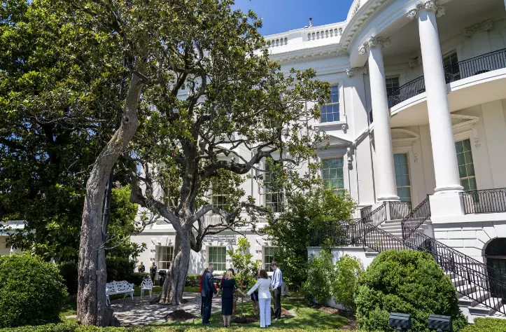 White House’s Historic Magnolia Tree to Be Removed White House’s Historic Magnolia Tree to Be Removed