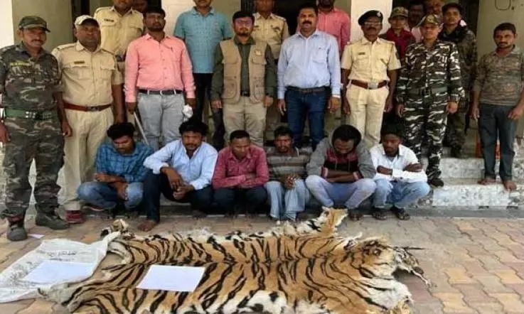 Tigers in Telangana likely preyed by poachers who killed big cats in several states Tigers in Telangana likely preyed by poachers who killed big cats in several states