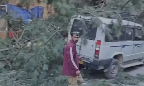 6 Killed as Uprooted Tree Crushes Vehicles in Kullu