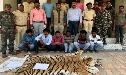 Tigers in Telangana likely preyed by poachers who killed big cats in several states