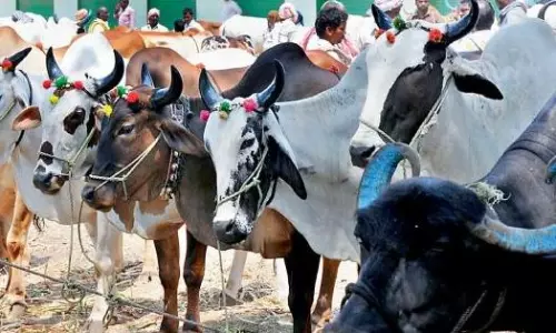 AP rolls out livestock insurance scheme today