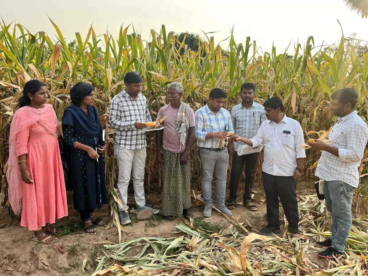 Maize Farmers in Mulugu Up in Arms Over Failure of GM Seeds Maize Farmers in Mulugu Up in Arms Over Failure of GM Seeds