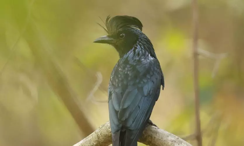 Rare mimic bird Drongo spotted in Mahabubabad Rare mimic bird Drongo spotted in Mahabubabad
