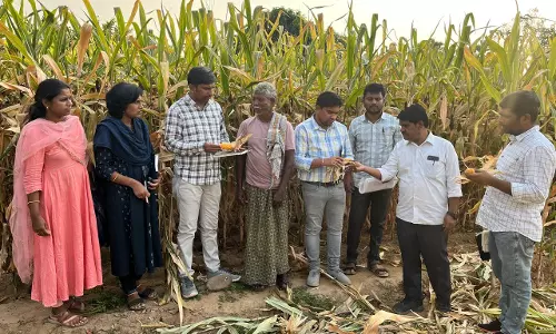 Maize Farmers in Mulugu Up in Arms Over Failure of GM Seeds