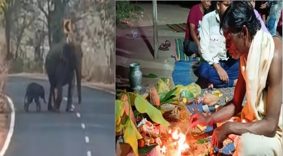 Odisha villagers perform Ekoisia Puja for baby elephant