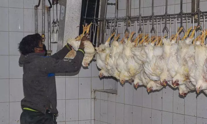 People turn wary of chicken after H5N1 claims toddler’s life