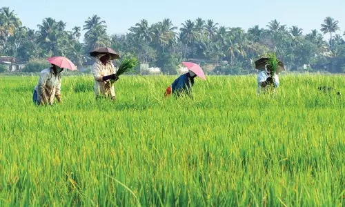 Farmers wary of government’s FAQ norm in paddy procurement
