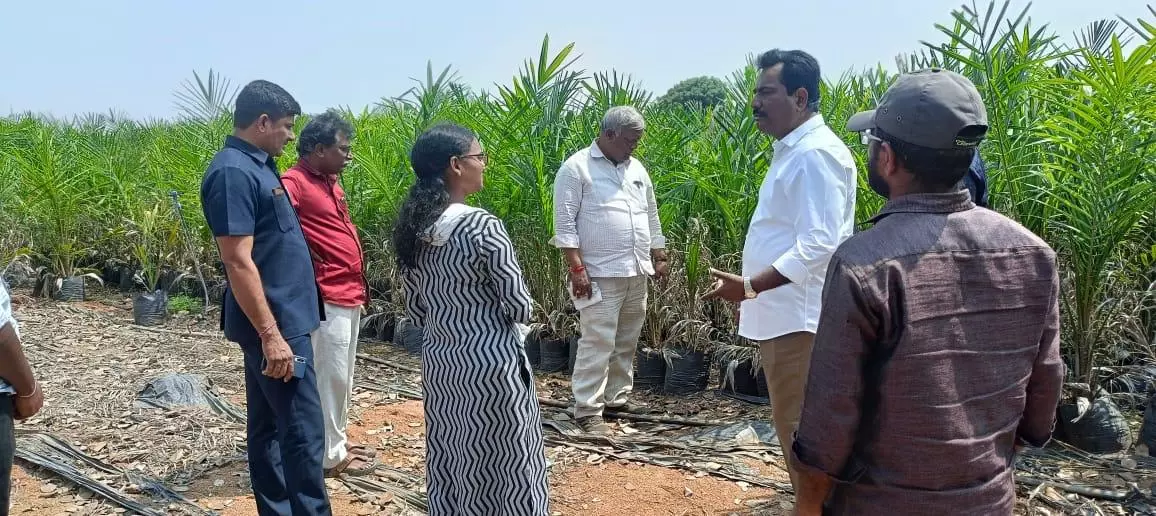 Oil palm can turn farmers into kings: TSCOGF chief