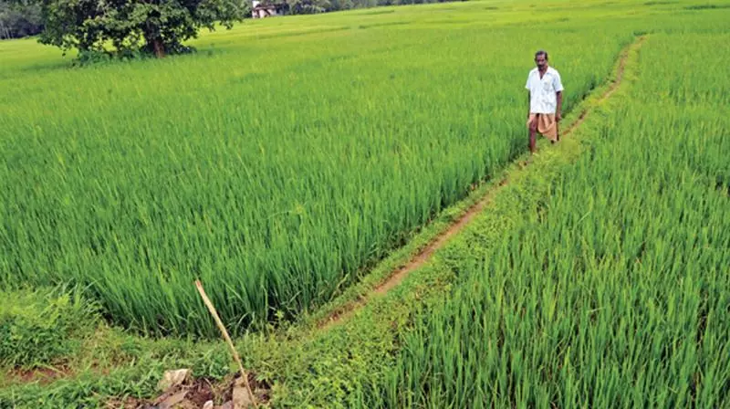 Kerala farmers admire APs natural farming methods Kerala farmers admire APs natural farming methods