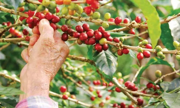 New ₹1,000-crore coffee project approved for ASR district