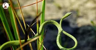 UP: Rare long-snouted vine snake rediscovered in Dudhwa Tiger Reserve