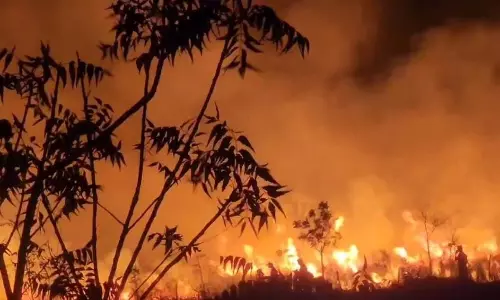 Telangana: Trees Across 30 Acres Burnt in Veld Fire at Velugumatla Urban Park
