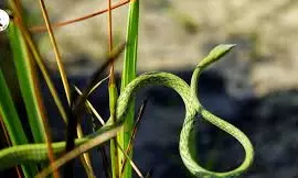 UP: Rare long-snouted vine snake rediscovered in Dudhwa Tiger Reserve