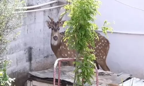Chital stag captured outside Kancha Gachibowli, taken to zoo