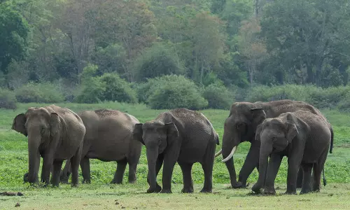 AI Powered Cameras to Detect, Track Jumbos in Bandipur National Park