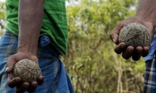 4 held for planning to kill boars using bombs