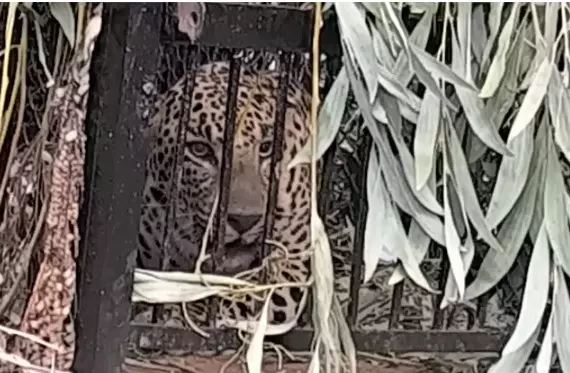 Leopard Captured on SVU Campus in Tirupati