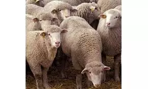 Shepherd and sheep killed in accident