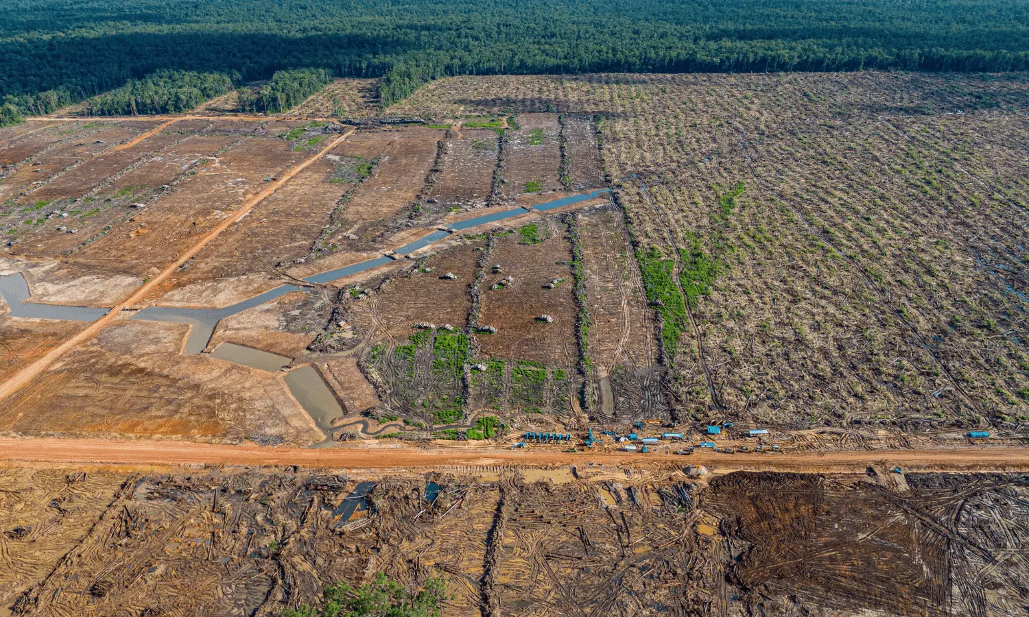 Worlds largest deforestation project fells forests for bioethanol fuel, sugar, rice in Indonesia