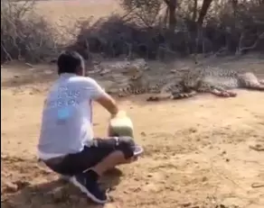 Kuno field staff face disciplinary action for offering water to cheetahs