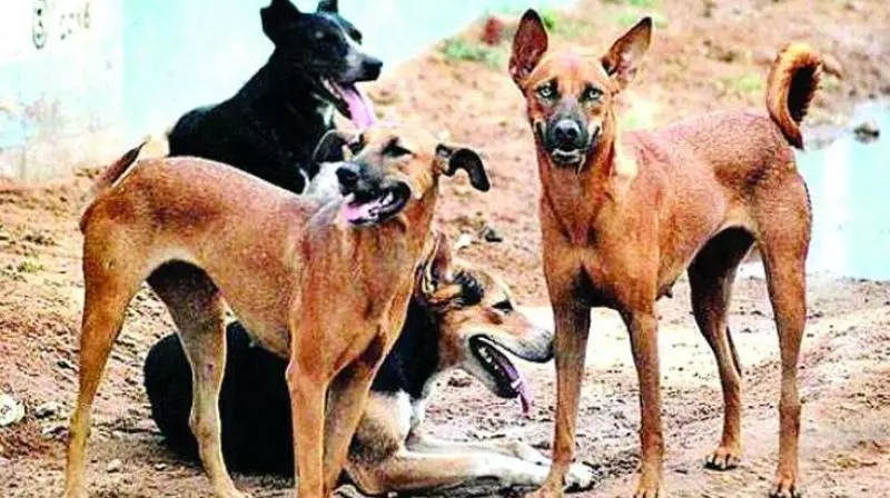 CM announces ₹5 lakh for kin of boy killed by stray dogs