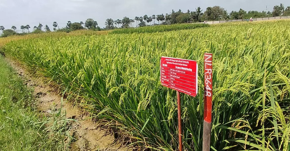 Nellore’s ARS develops promising new Rice variety — NLR 3648
