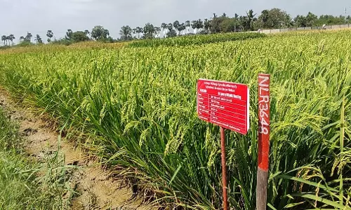 Nellore’s ARS develops promising new Rice variety — NLR 3648