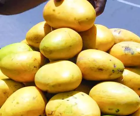 Banaganapalli Mango Yield May Decrease by 30% Due to Pest Attacks
