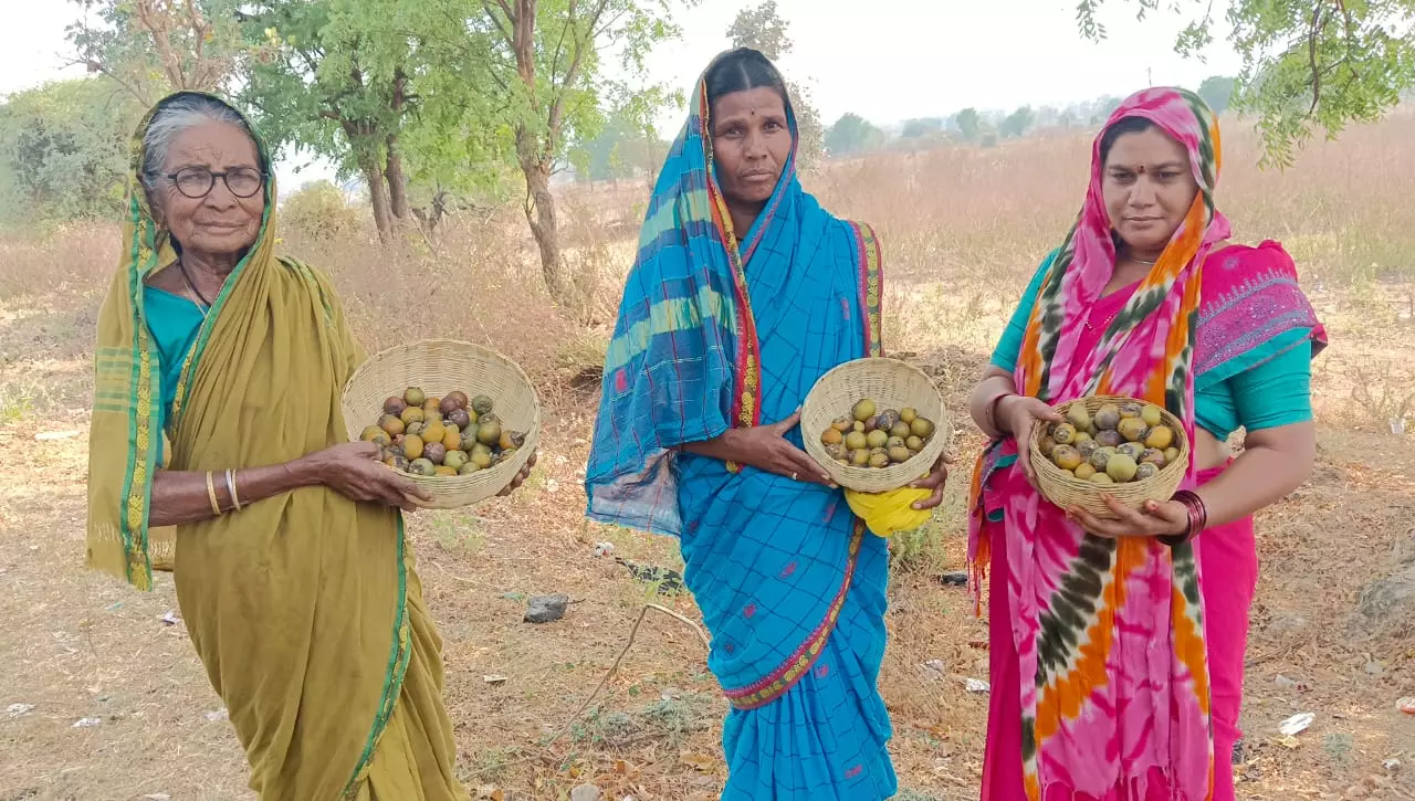 Deforestation Shrinks Tendu Fruits in Adilabad