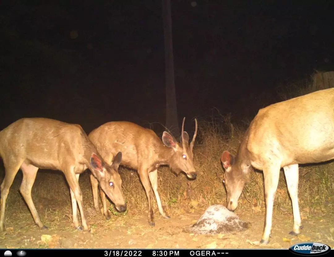 Forest wing installs trap cameras for wildlife enumeration in Nallamala