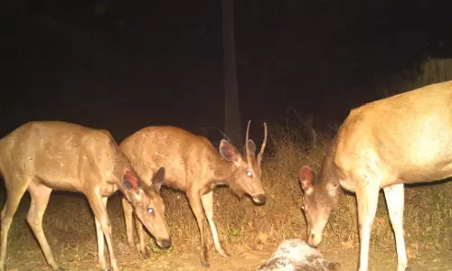 Forest wing installs trap cameras for wildlife enumeration in Nallamala