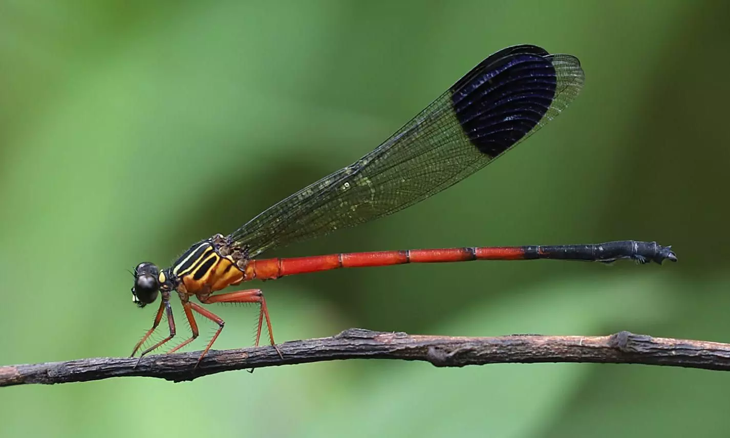A New Species of Damselfly Discovered in Wayanad Landscape A New Species of Damselfly Discovered in Wayanad Landscape