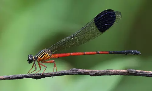 A New Species of Damselfly Discovered in Wayanad Landscape A New Species of Damselfly Discovered in Wayanad Landscape