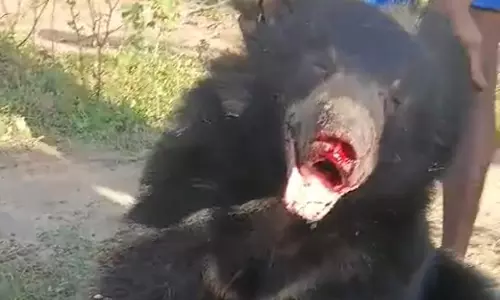Bear Strays Into College in Rayadurg, Safely Captured