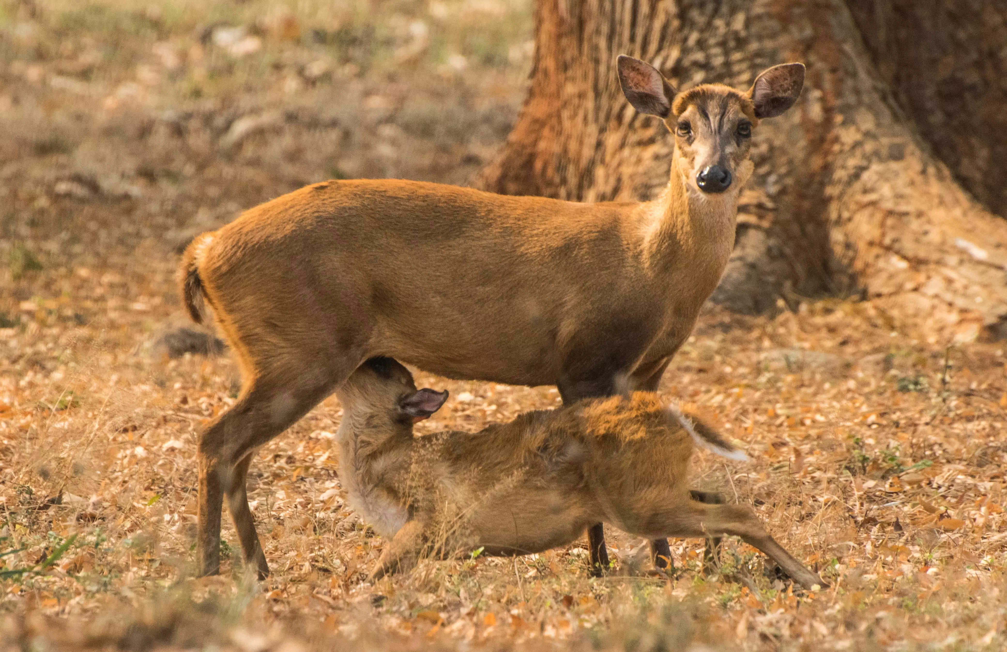 Multiple Births in IGZP Bring Joy, Hope Multiple Births in IGZP Bring Joy, Hope