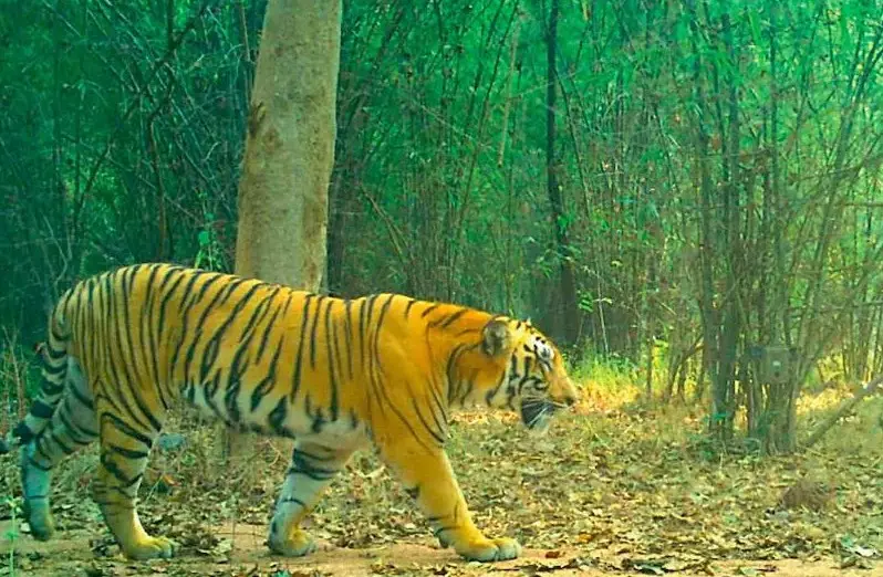 Tiger attack spreads panic along Medaram-Mahadevpur forest border