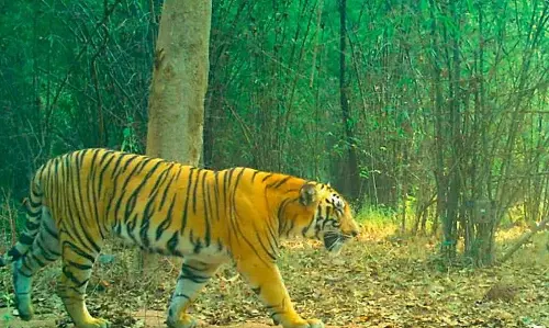 Tiger attack spreads panic along Medaram-Mahadevpur forest border Tiger attack spreads panic along Medaram-Mahadevpur forest border