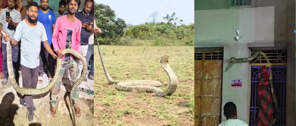 12-foot exotic-looking snake rescued from hotel wall in Odisha, sparks speculation