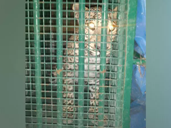 Leopard History Haunts UoH, ICRISAT Leopard History Haunts UoH, ICRISAT