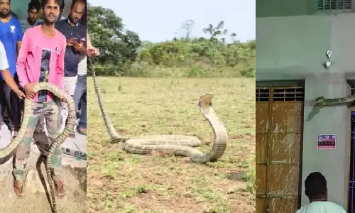 12-foot exotic-looking snake rescued from hotel wall in Odisha, sparks speculation