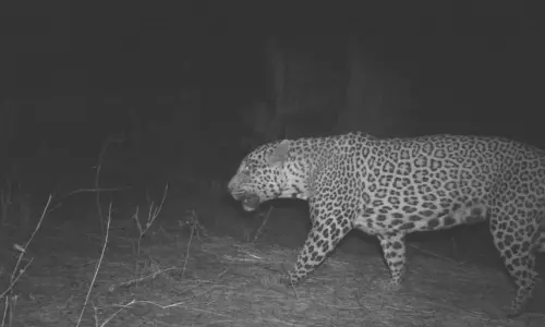 Leopard Sighting Triggers High Alert in ASR Dist